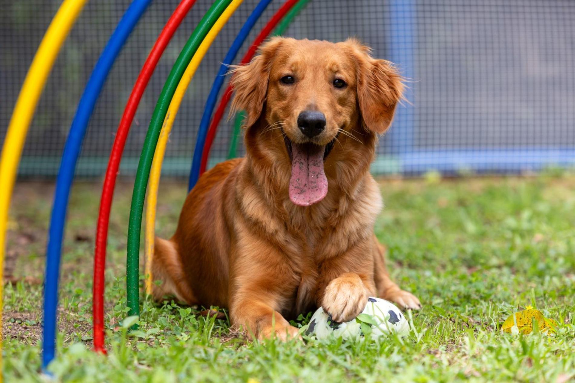 Hotel Dann Carlton Belfort Medellín Eksteriør billede Golden Retriever