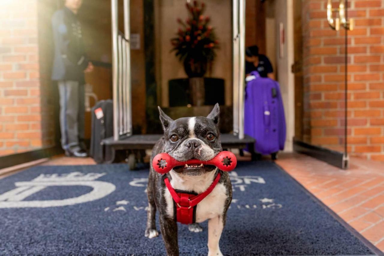 Hotel Dann Carlton Belfort Medellín Eksteriør billede Boston Terrier at the entrance of the hotel